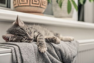 Bald ist es hier nicht mehr ganz so warm Katze auf Heizung