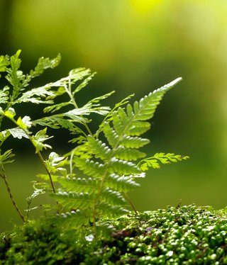 Vogelstimmen im Wald erkennen