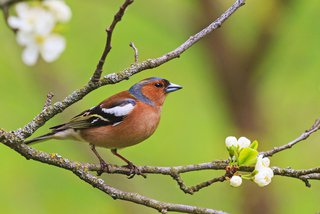 Buchfink auf Ast Buchfink auf Ast