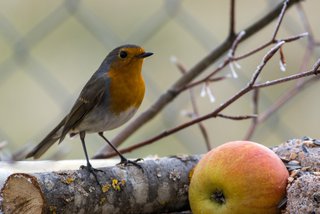 Rotkehlchen - Vogel des Jahres 2021